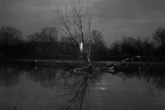 fomapan-r402.png